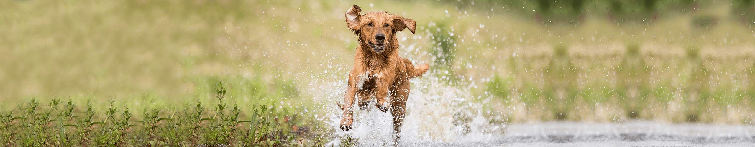 Hund Hitze Sommer