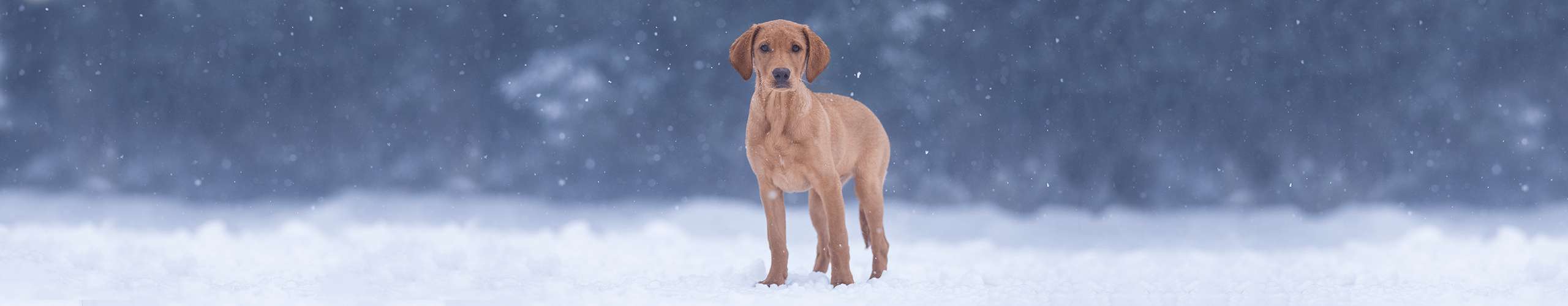 Viele Hunde haben geschwächte Abwehrkräfte