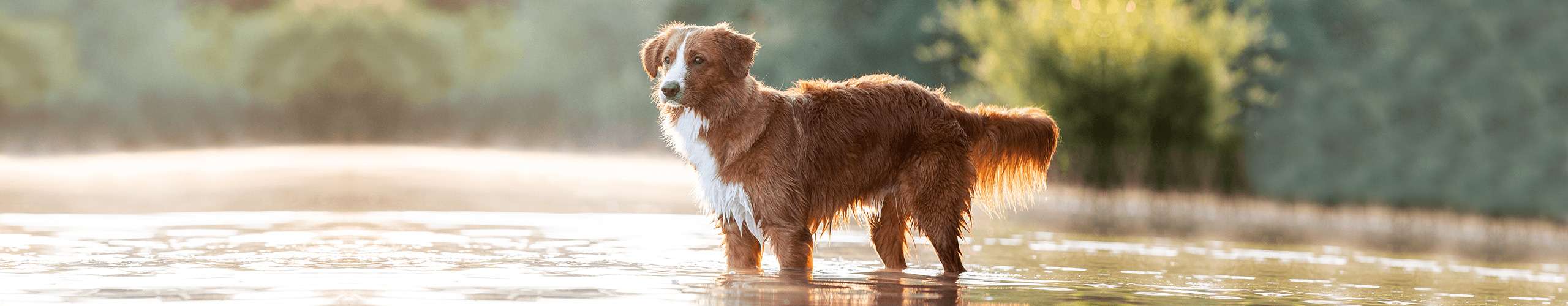 Hund Parasiten Schutz