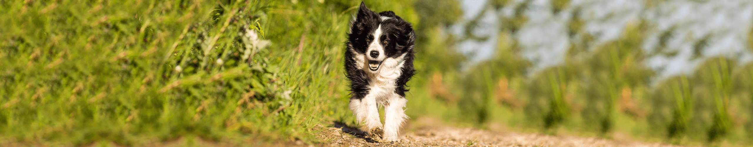 Anzeichen erkennen & dem gestressten Hund helfen