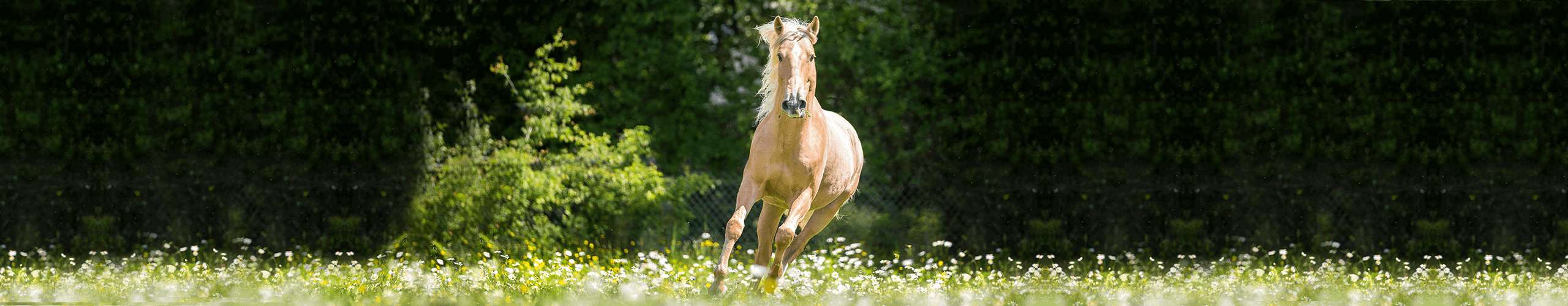 Allergie beim Pferd