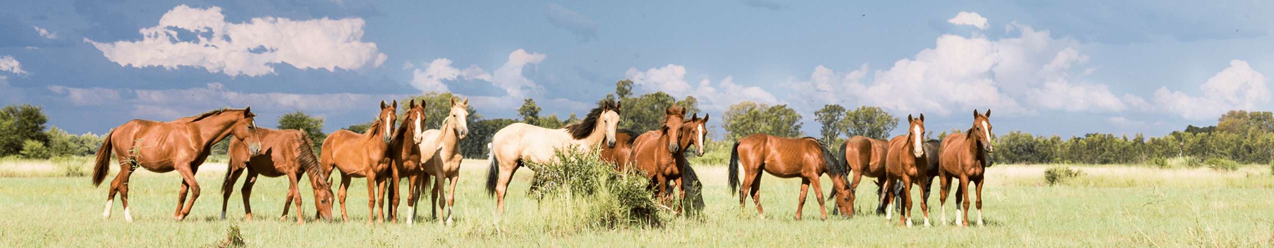 Pferd Borreliose Zecken