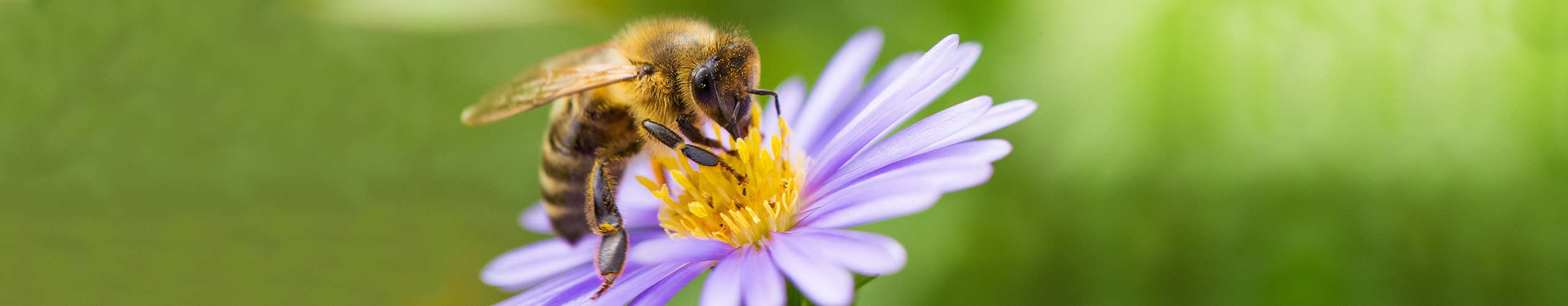 Weltbienentag