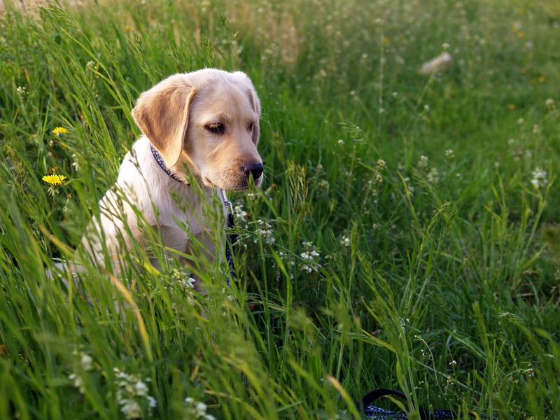 Hund_Parasiten_