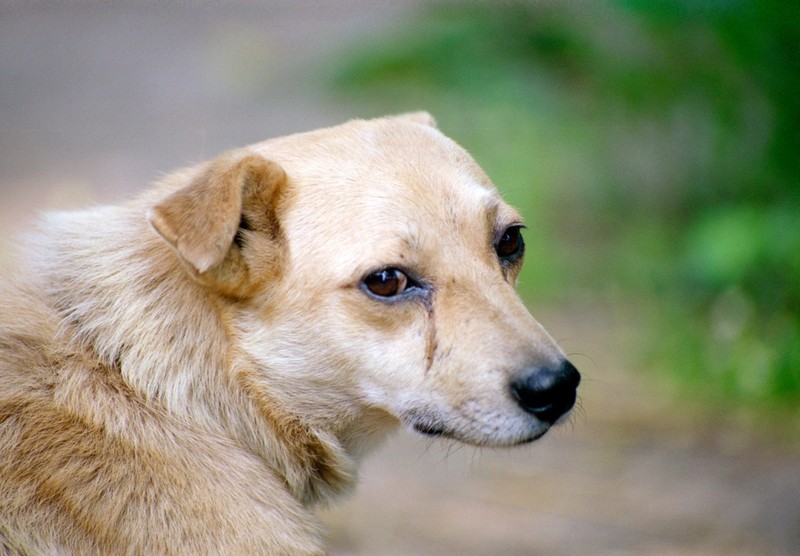 Hund Übersäuerung Augen Entzündung