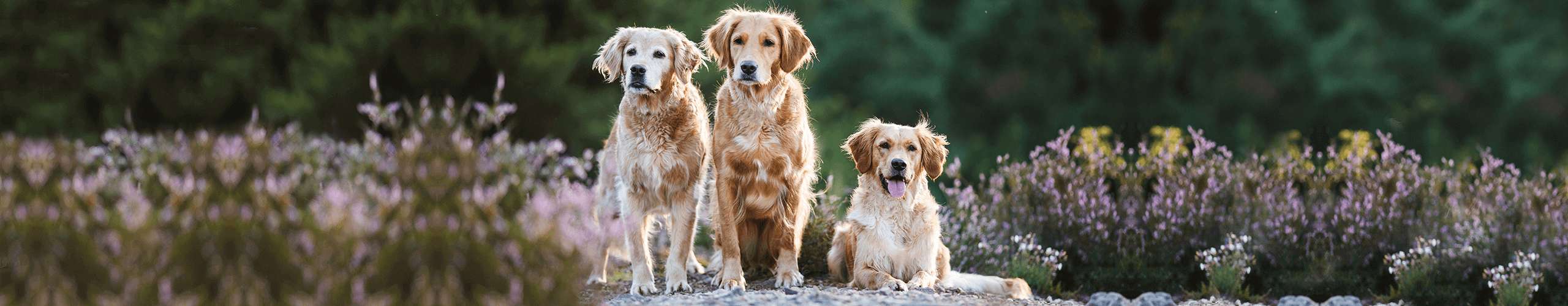 Graue Schnauzen: Wenn unsere Hunde alt werden