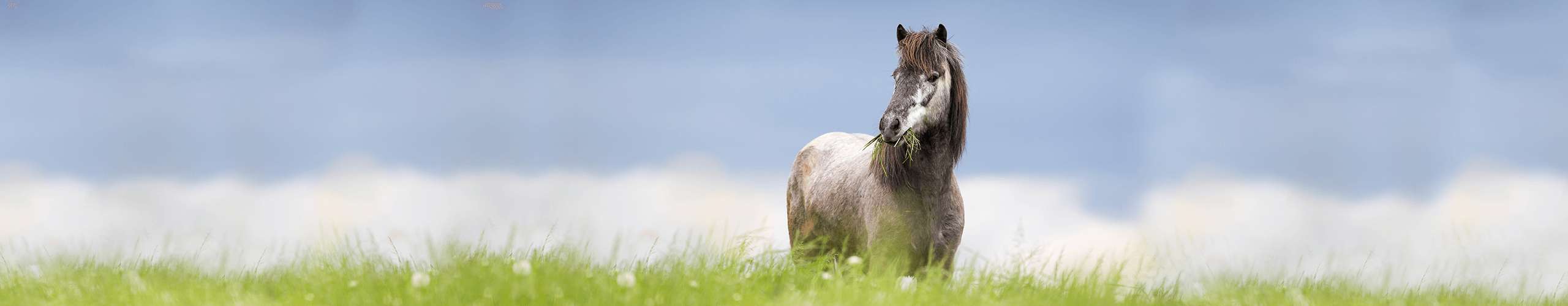 Ein Pferd das auf einer Wiese steht mit blauem Himmel im Hintergrund