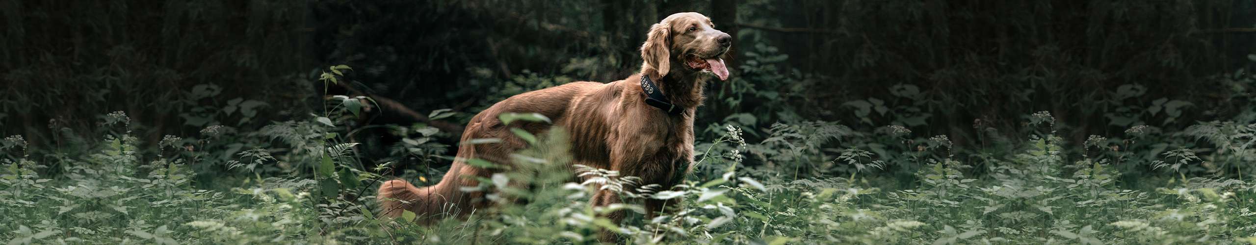 Abmagerung beim Hund