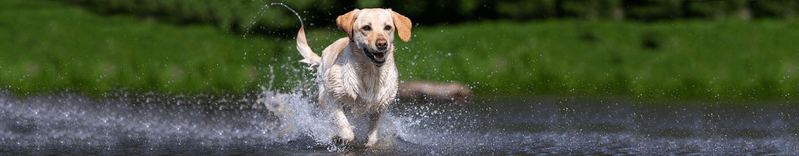 Stress beim Hund