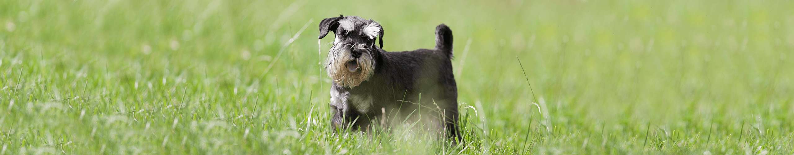 Hund Bauchspeicheldrüsenentzündung Pankreatitis