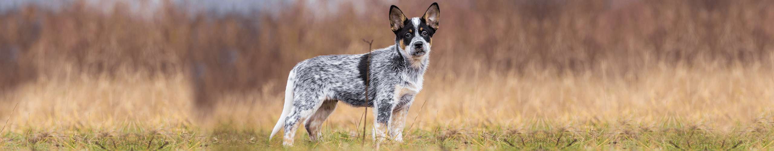 Hund Darmprobleme vorbeugen