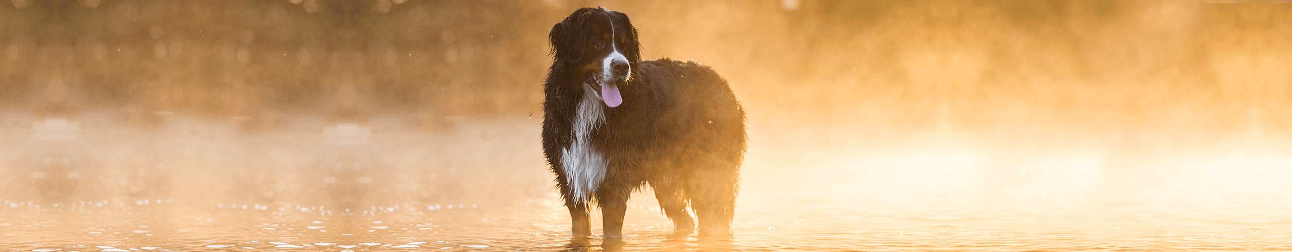 Hund Fellwechsel Frühling