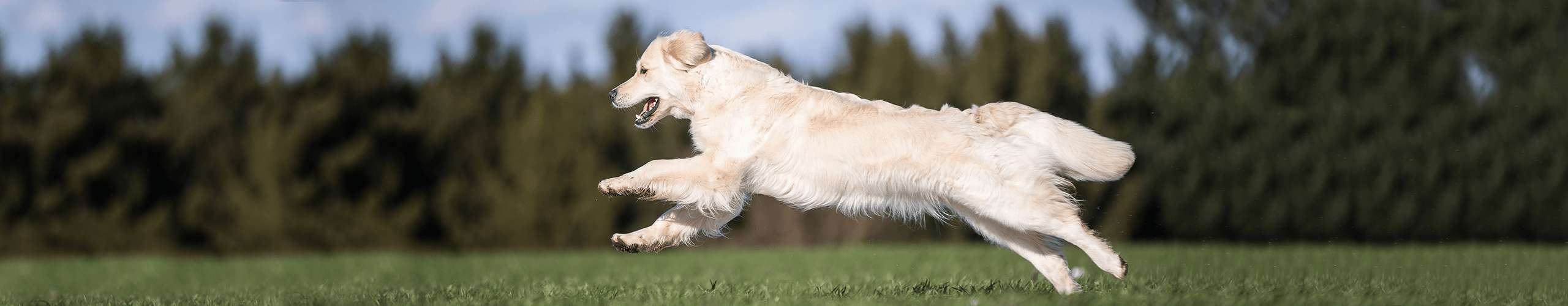 Hund Verdauung gesund