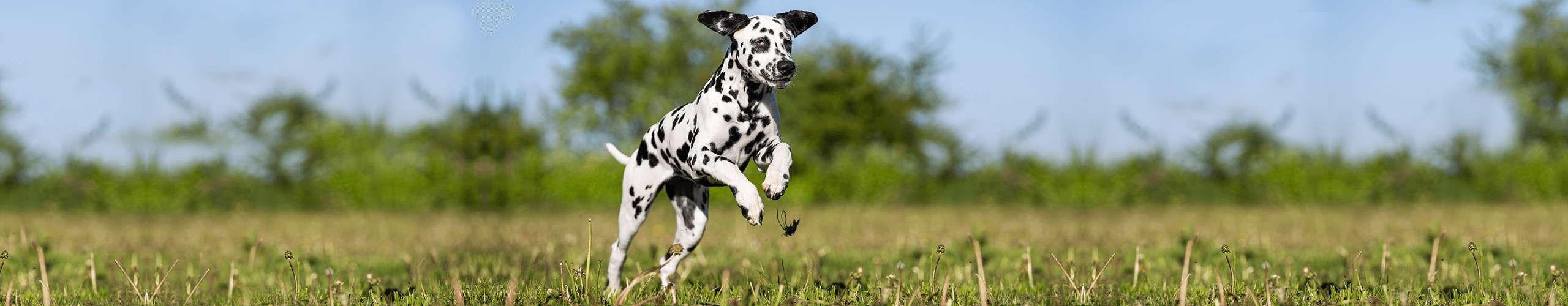 Borreliose Zecken Hund