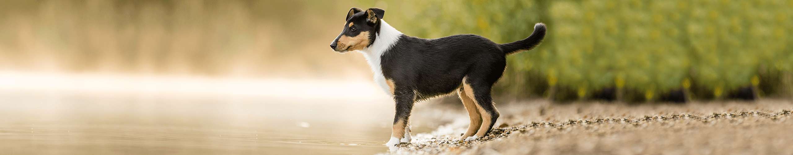 Chronische Darmentzündung beim Hund