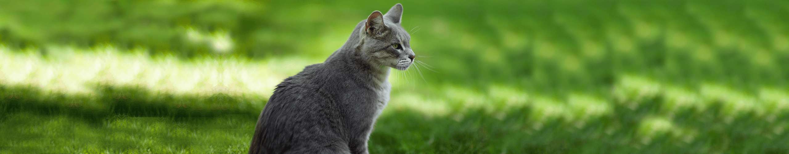 Katze Bauchspeicheldrüsenerkrankungen