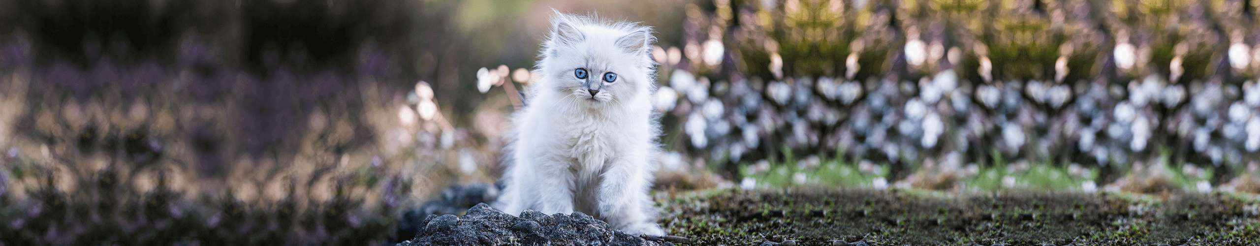 Katzen Erkrankungen Harnwege