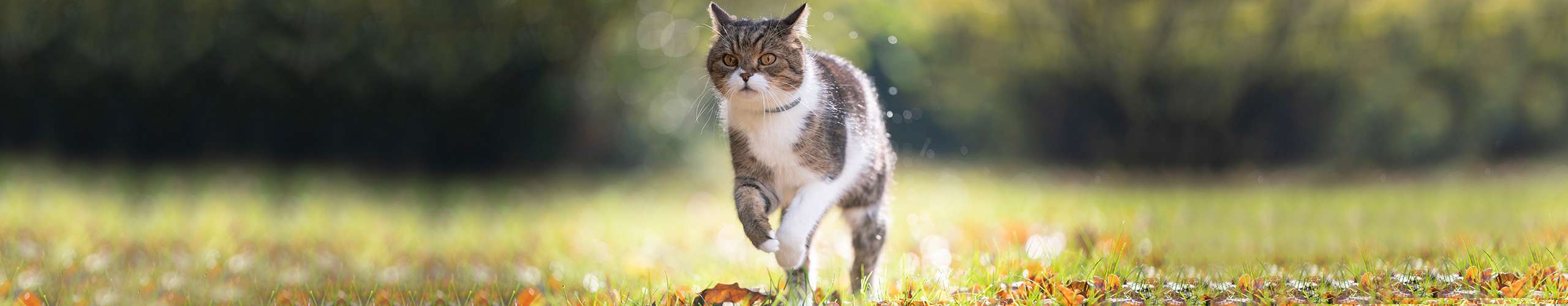 Katze Unsauberkeit