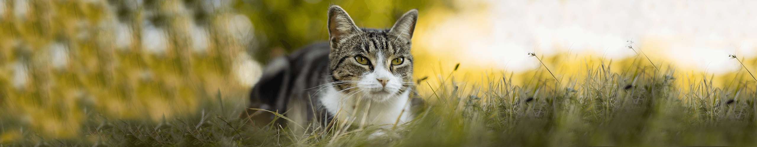 Katze Ernährung artgerecht