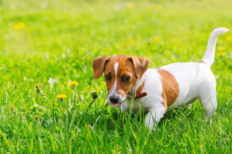 Hund Darmentzündung Grasfressen