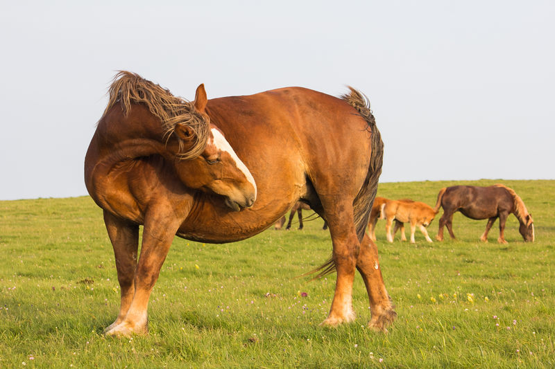 pferd Darmprobleme Kolik