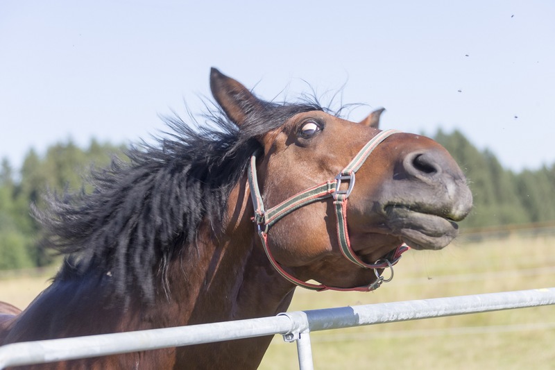 Pferd Headshaking Kopfschütteln